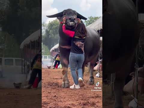 #qurbani eid guru jawai,qurbani eid guru katha,eid qurbani guru,# viral# shorts feed