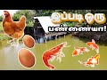 An Integrated Farm
