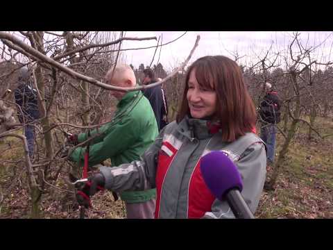 Zlatno klasje #153: Škola rezidbe