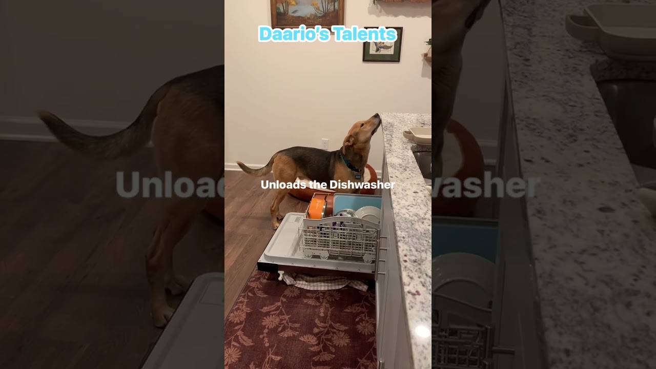 Enlarge Daario, a Adoptable mixed breed in Rossville, TN video 6/6