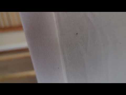 Bed Bugs Clustering in the Seams of the Mattress in Ocean Grove, NJ