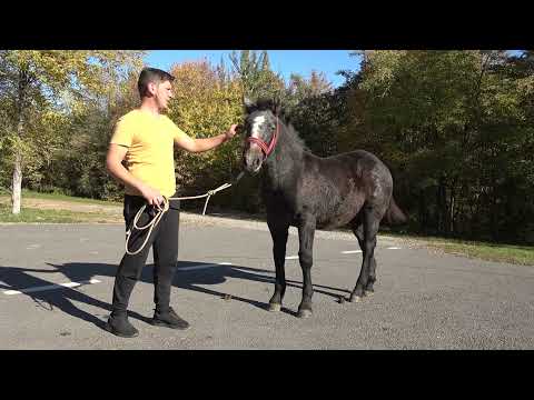 Manzele lui Gabi de la Valea Mare de Cris, Bihor - 2021 Nou!!!