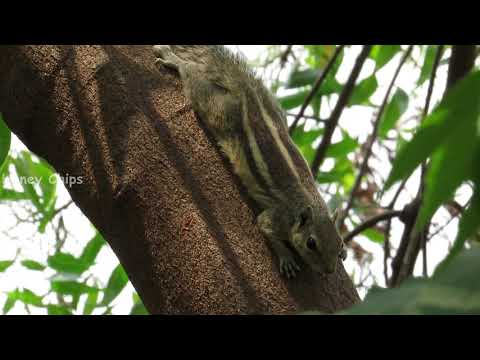 Indian squirrel sound | Animal Sound