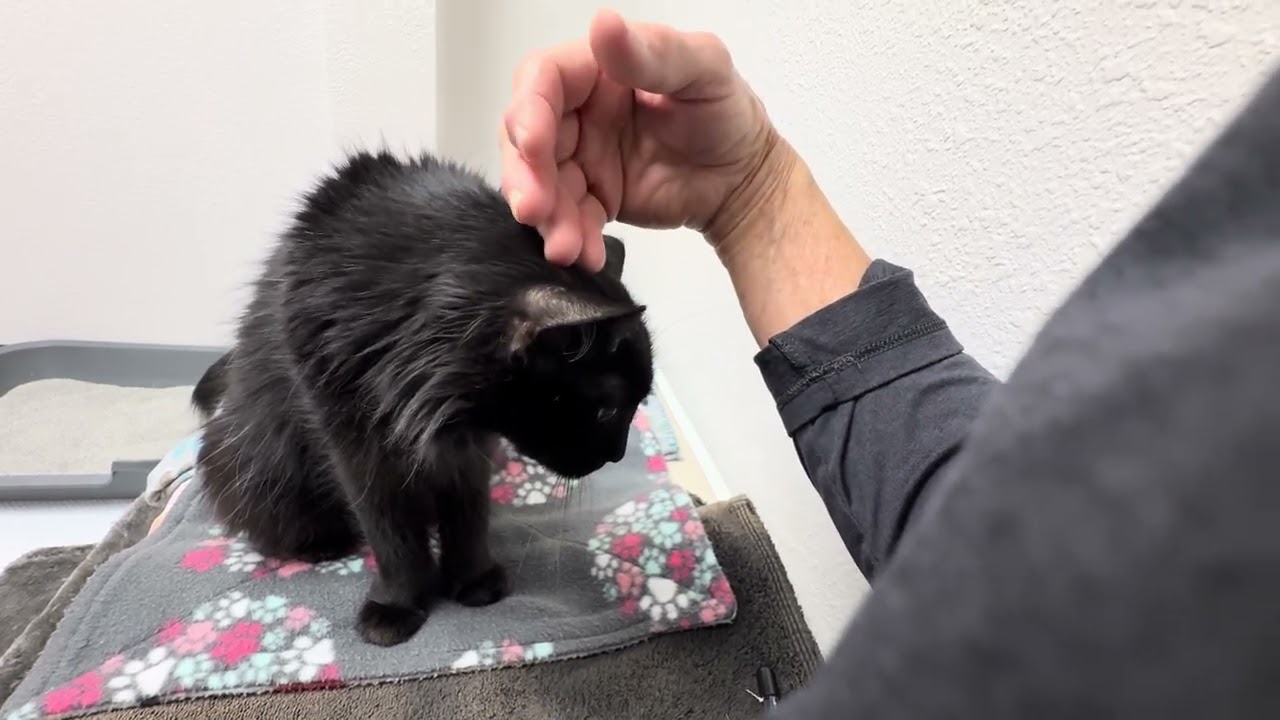 Enlarge Minerva, a Adoptable Domestic Medium Hair in Pleasant Hill, CA video 6/6