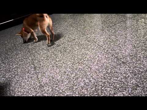 Q比最近很常這樣  可以幫我解答嘛ˊˋ??(原發表者:akon_1314)(影片)