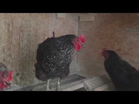 Was machen die Hühner am Morgen bevor das Tor aufgeht?