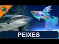 VERTEBRADOS PEIXES