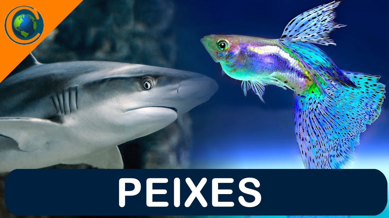 VERTEBRADOS - PEIXES