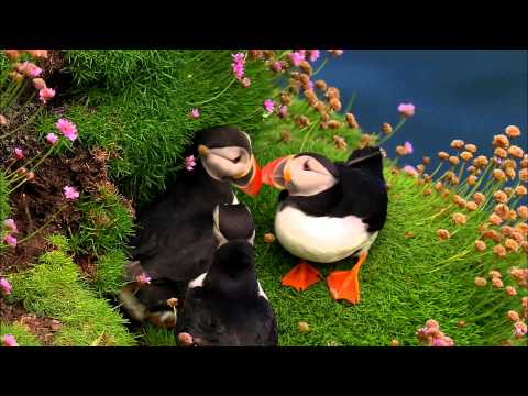 download lagu mp3 mp4 Papageientaucher, download lagu Papageientaucher gratis, unduh video klip Papageientaucher