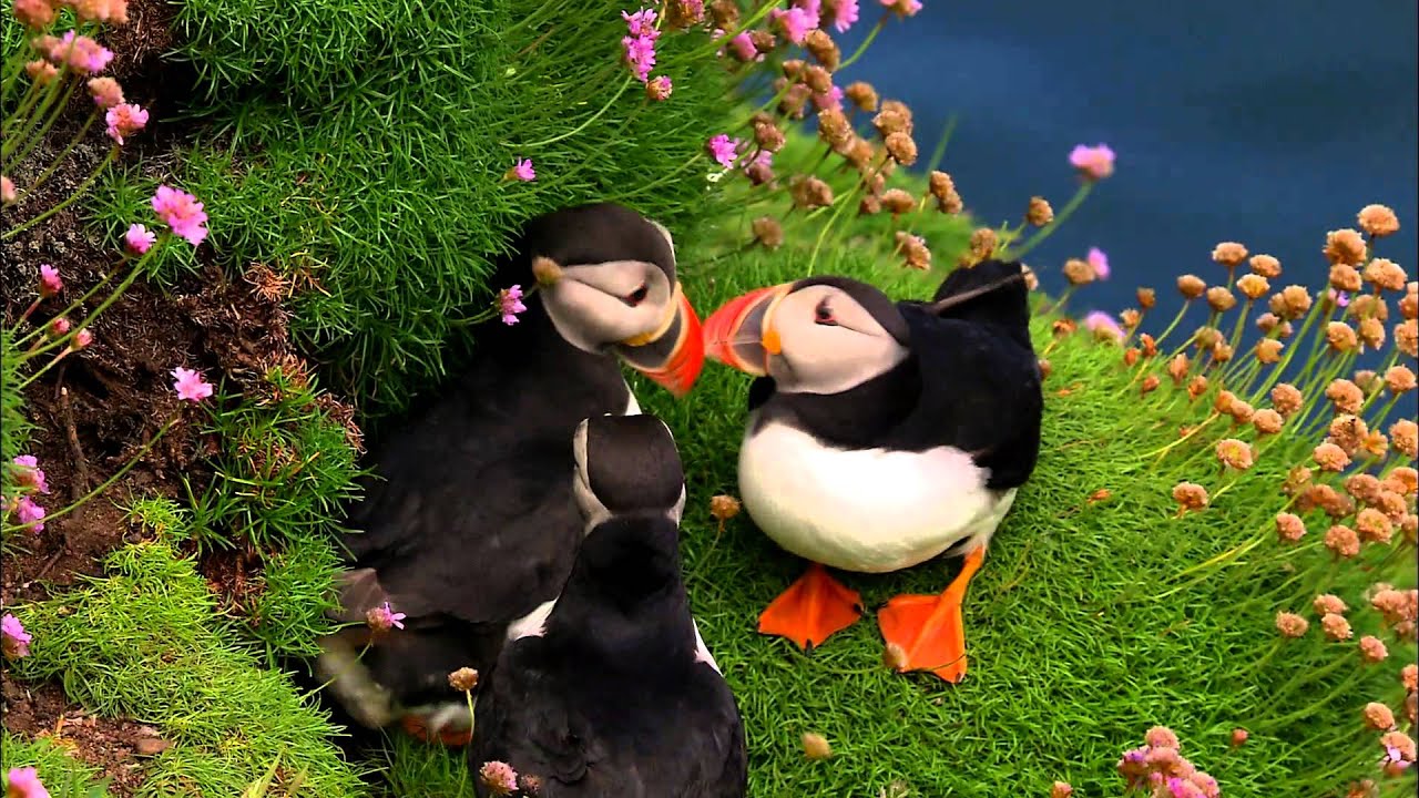 Die Nordsee - Unser Meer Clip Die Papageientaucher in Schottland