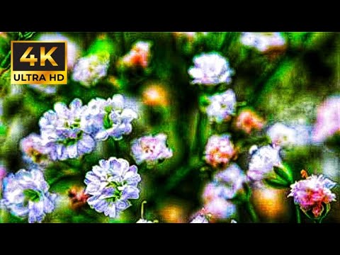 Aros Afshan flower time lapse: Gypsophila flower time lapse