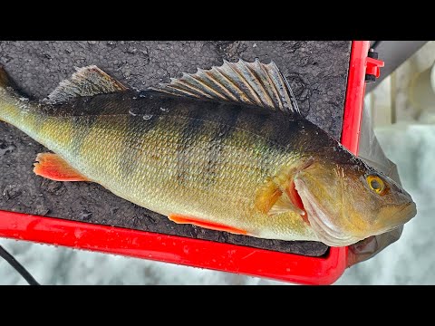 PILKKIKAUSI VIHDOIN AUKI | AHVENEN PILKINTÄÄ UUSILLÄ VÄLINEILLÄ