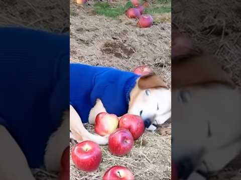 Dog apple 🍎 #shorts #ai #image