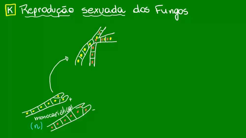 Formação dos corpos de frutificação dos Fungos - Diversidade dos Seres Vivos - Biologia
