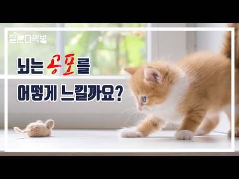 [KAIST 질문다락방 특강] 뇌는 공포를 어떻게 느낄까요 - 기억과 감정에 대한 연구 - / 한진희 교수님 - KAIST 생명과학과 이미지