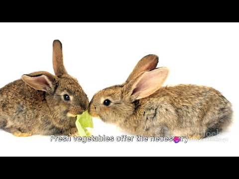 Bunny  Health:  5 Essential Feeding Tip 2023