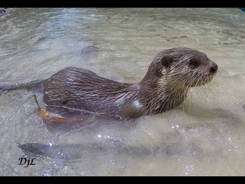 OTTER with pug dog and Doberman cross dog play in creek. So cute.