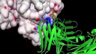 T-Cell Receptor with HLA-A and Bound Peptide