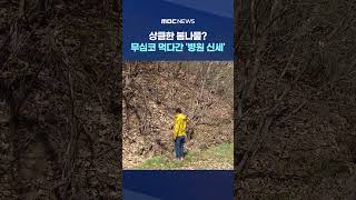 상큼한 봄나물? 무심코 먹다간 '병원 신세' #Shorts (MBC뉴스)