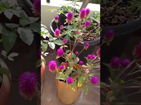 Summer Flowers in my Garden #garden #terracegarden #gardening