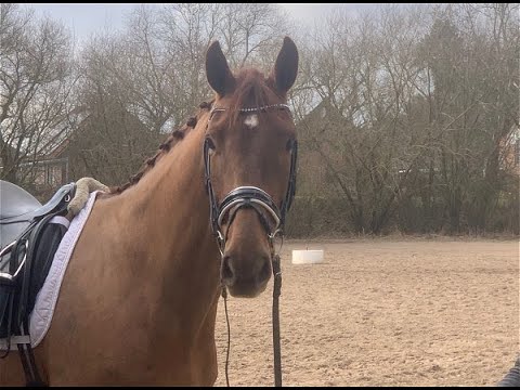 VINNY 4j. v. Vilancio - Don Kennedy VB 15.000 Euro