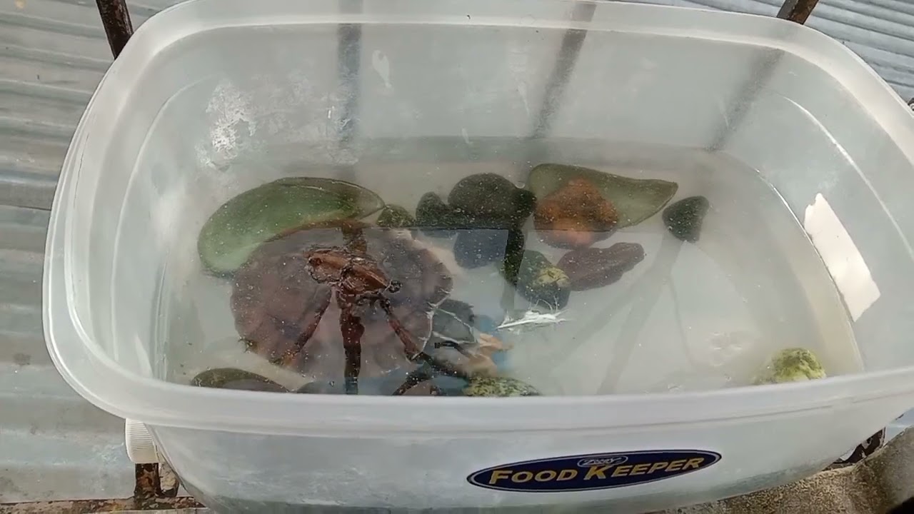 ANO ANG PAGKAIN NG PAGONG | Chupps Official