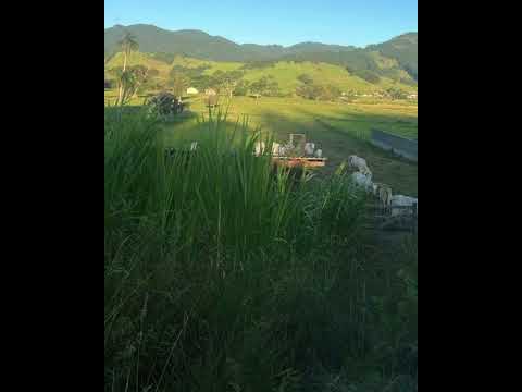 Terreno 03 hectares Gravatal/SC #armazém #fazenda #reels #agro #sitio #cavalo #vidanocampo #pecuaria