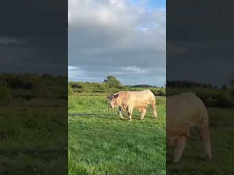 Charolais Bull - Image 2