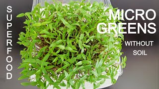 How To Grow Green Moong Microgreens In A Week | At Home | Without Soil | Mung Bean Microgreens