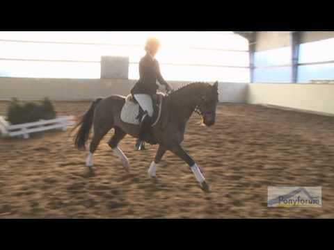 Kollektionsnummer 22 | Carlsson -- 4j. Dunkelfuchswallach v. Charivari / Recaro