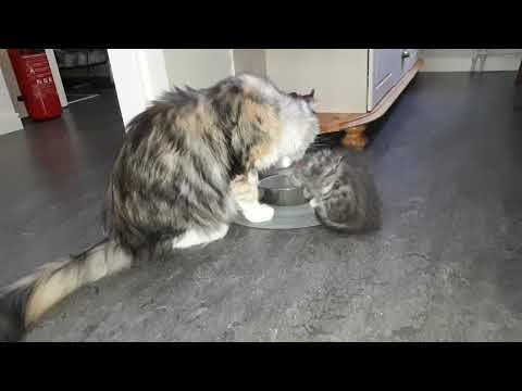 Cat grandmother teach kitten to drink water