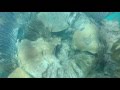 Scuba Diving-Bermuda