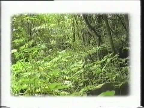 "eh16" - The Craigmillar Riots of 1994