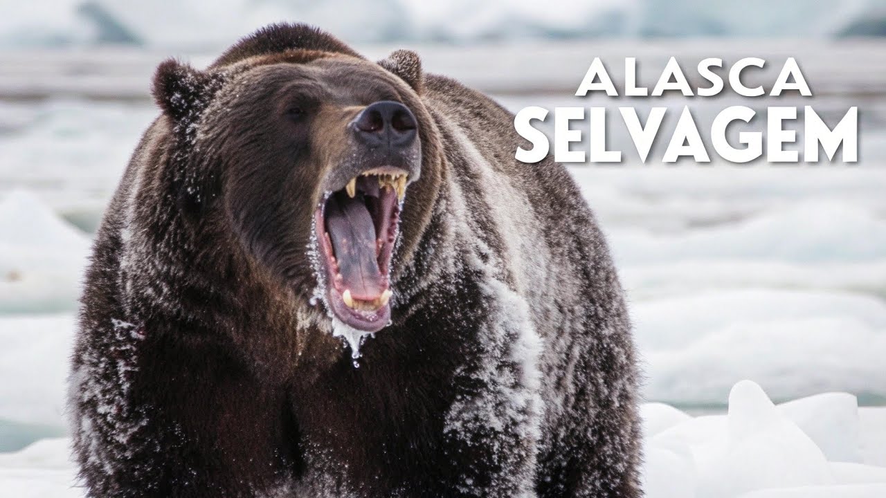 ALASCA SELVAGEM | Desafios do império gelado | Documentário Inédito