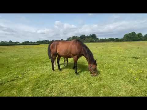 Thoroughbred mare with Shaman foal at foot - Image 2