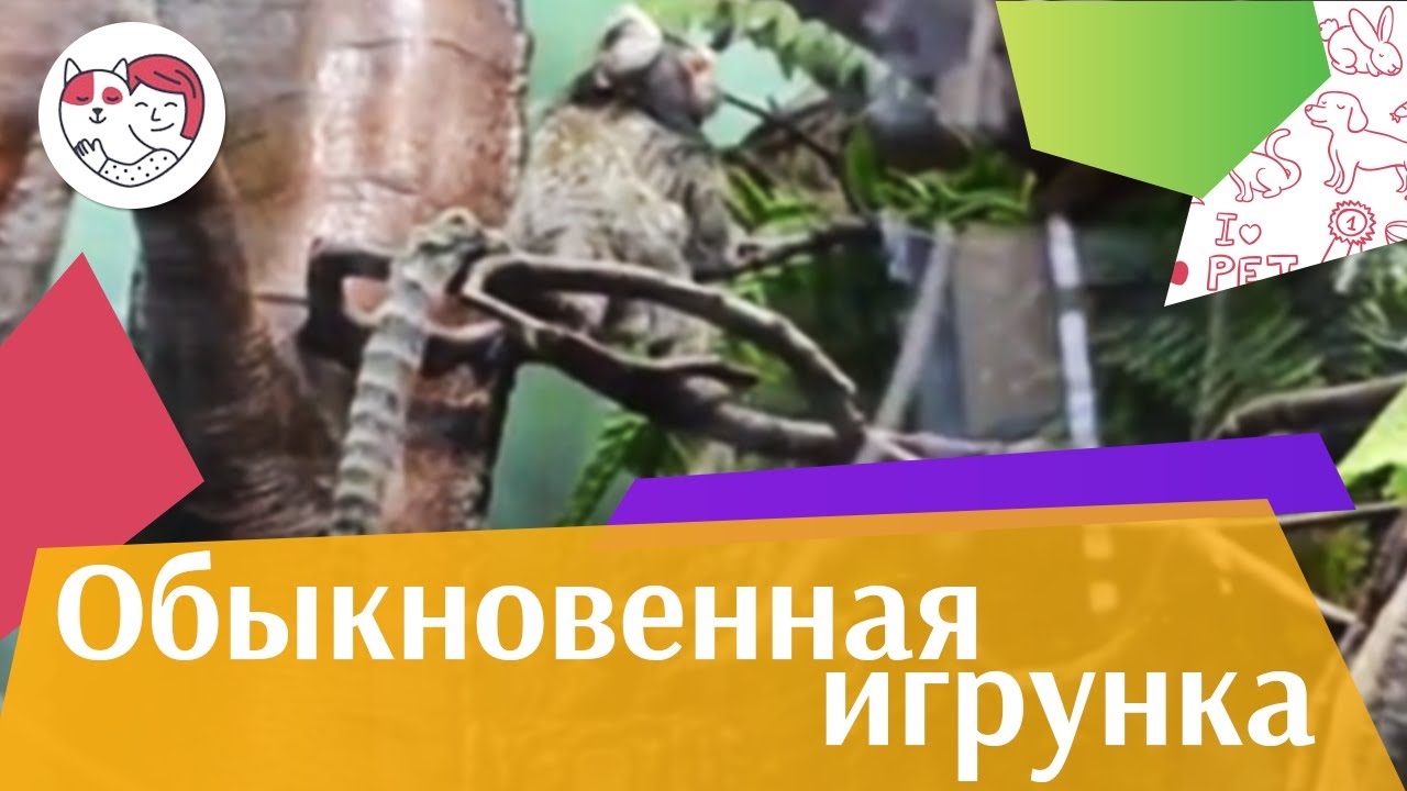 Обыкновенная игрунка Питание на ilikepet