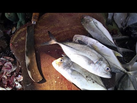 download lagu mp3 mp4 Indian Mackerel, download lagu Indian Mackerel gratis, unduh video klip Indian Mackerel