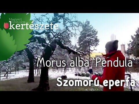 Télen díszítő növények - Szomorú Eperfa - Morus alba 'Pendula'
