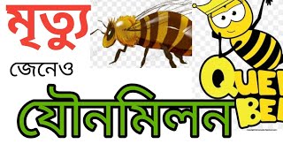 সকল মিলন মধুর হয় না।যৌনমিলনে মারাও যায়।মৌমাছির জীবন। Not all intercourse is sweet