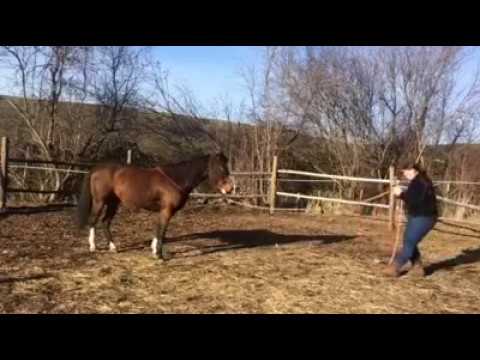 Welcome! Come join us on our Clinton Anderson Traning Journy