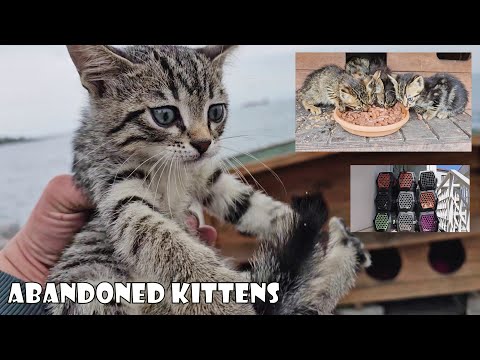 Even though I neuter hundreds of cats every month, I still encounter abandoned kittens.