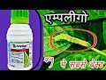Ampligo Syngenta Ampligo Insecticide
