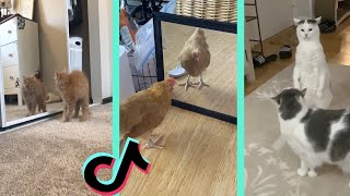 Do You Wanna Fight Me, Do you Wanna Catch these Hands PETS TIKTOK COMPILATION