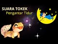 Suara Tokek Pengantar Tidur Nyenyak