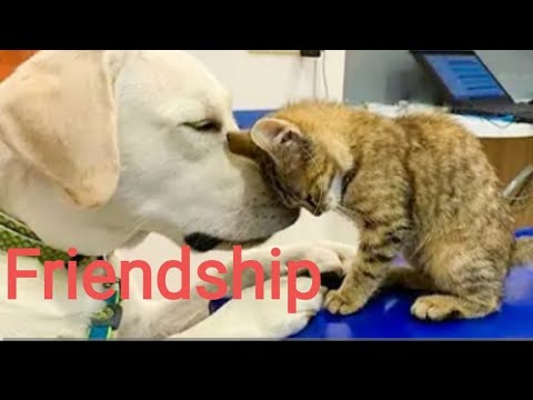 Dog's Friendship With Their Kitten Is The Purest Thing Ever - CATS AND DOGS Awesome Friendship