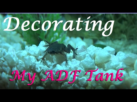 Decorating my African Dwarf Frog Tank |  PARTIAL SETUP