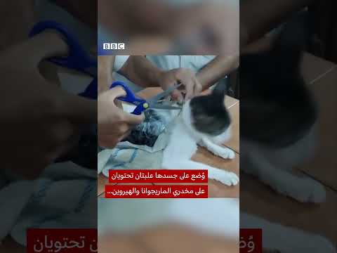 فيديو | قطة تُهرب مخدرات إلى سجن في كوستاريكا
