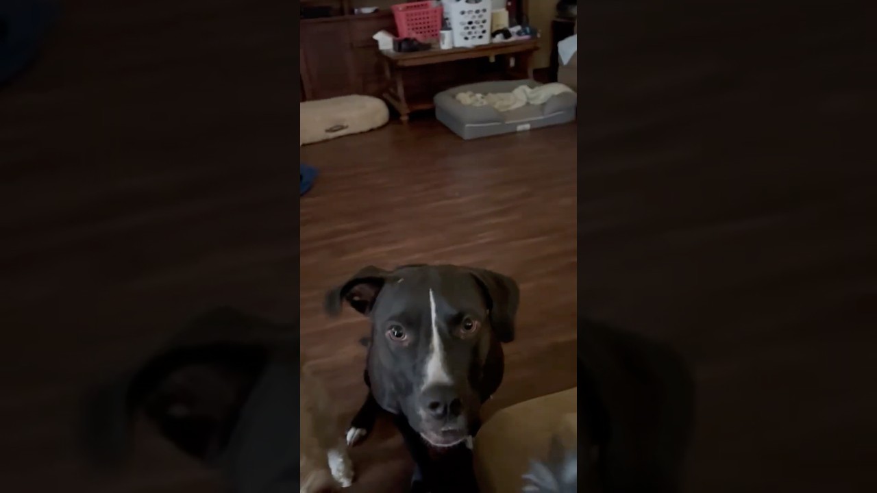 Enlarge Nugget, a Adoptable mixed breed in Southport, CT video 3/6