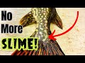 2 FOOLPROOF Ways To Quickly Remove Slime From A Northern Pike Or ANY Other FISH