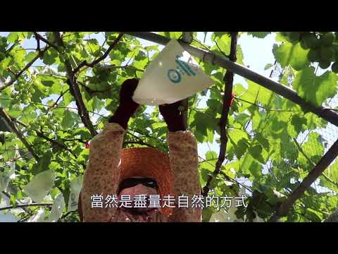 卓蘭國的王者 松原葡萄歷久彌新